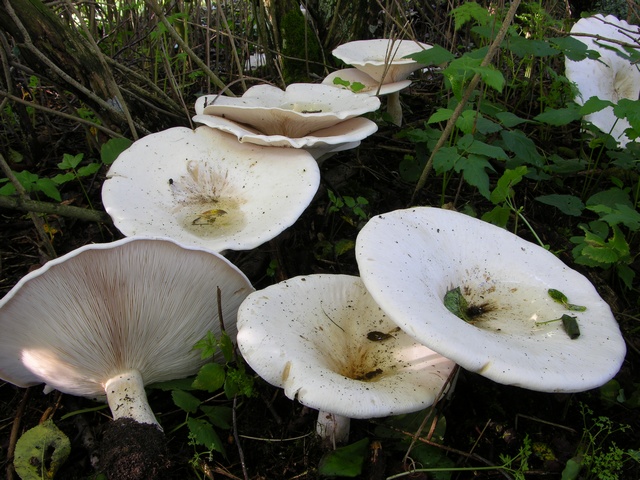 Мицелий Говорушки гигантской / Рядовка гигантская (Leucopaxillus giganteus)